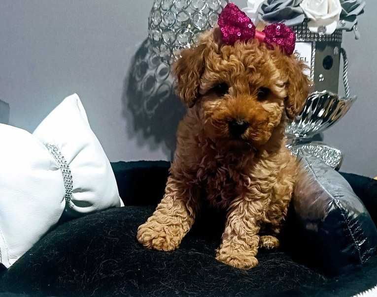 Maltipoo F1 sunia z Rodowodem/Umową/Wyprawką