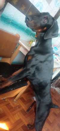 Продам щенка черно подпалого добермана 4,5 месяца. Чистокровный