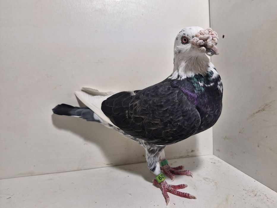 Gołębie staropolskie