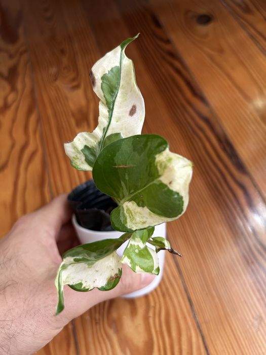 Epipremnum Pearl jade variegata