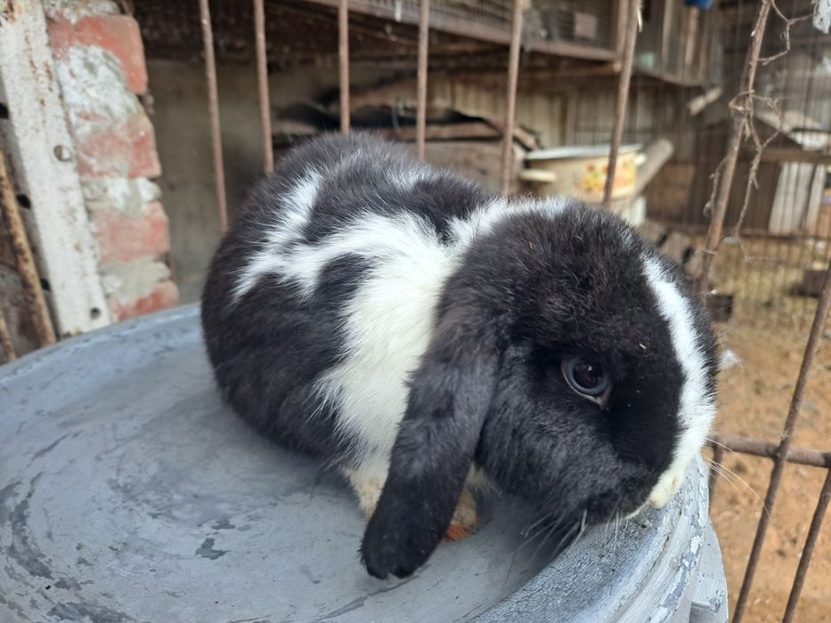 Baranek miniaturowy baranki miniaturki miniaturowe karzelki mini lop