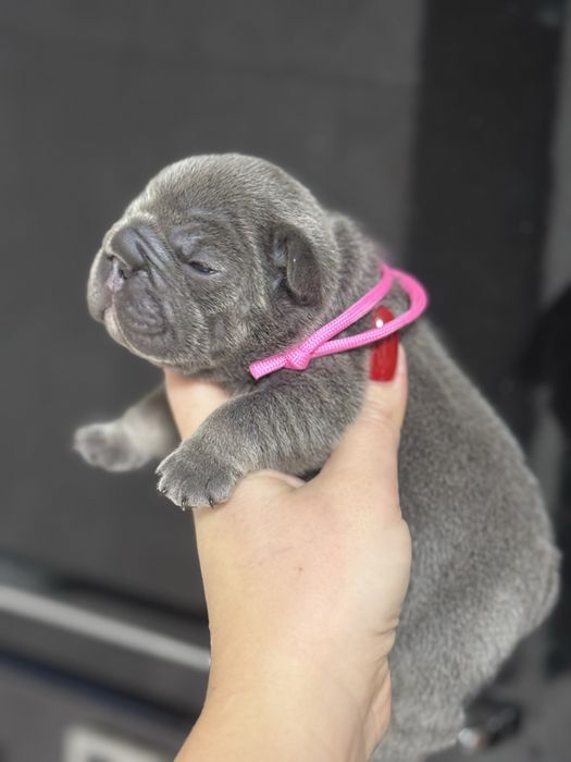 Суперові цуценята на бронь, а також є готові до переїзду