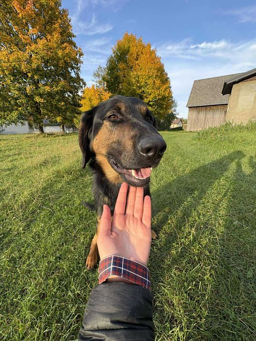 Roczny Psiak w typie beaucerona - UNIKAT