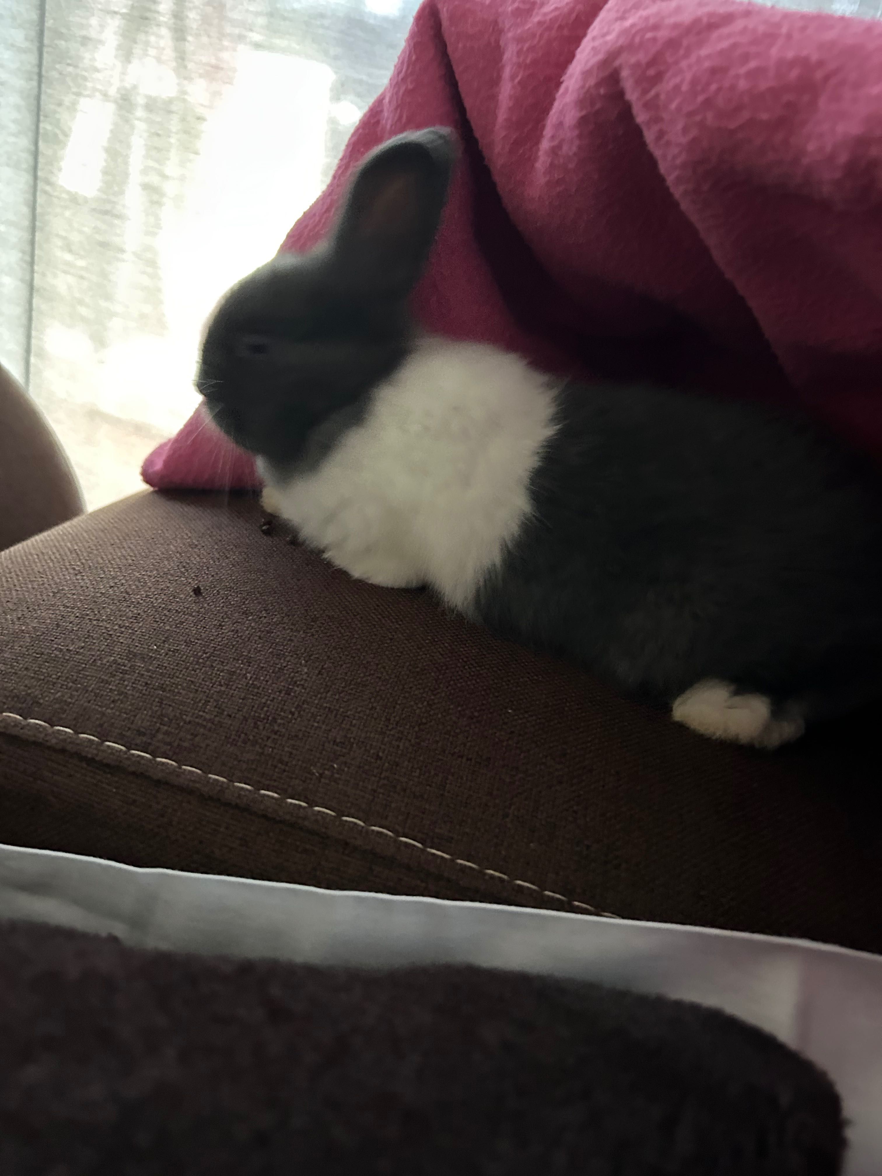 Coelho macho com 2 meses