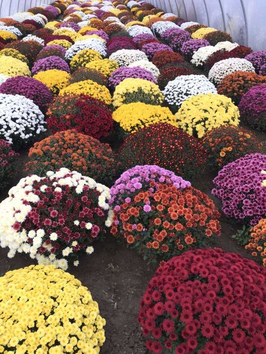Chryzantemy drobnokwiatowe