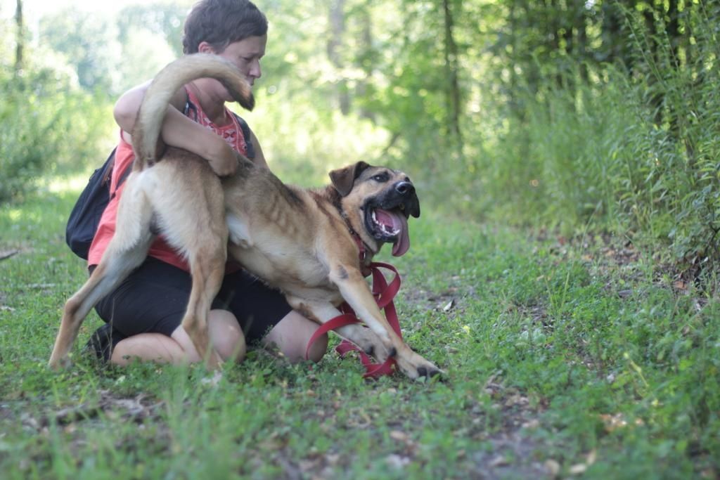 Duży, piękny, silny pies do adopcji