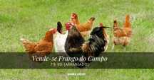 Frangos do campo / kg