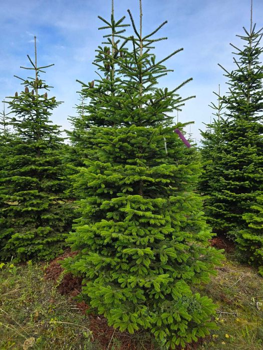 Jodła kaukaska cięta 1. KLASA 200-250cm