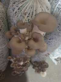 Продам проинкубированые грибные блоки вешенки