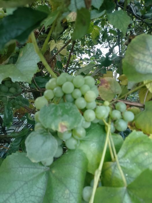 Winogrona jasne uprawiane ekologicznie