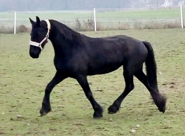 Klacz Fryzyjska pokryta Shire ogierem