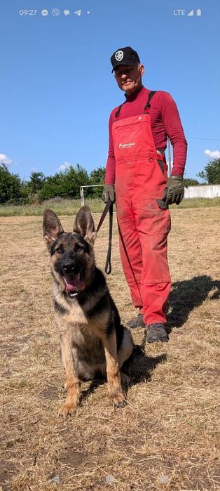 Підрощєна дівчинка німецької вівчарки робочого розведення