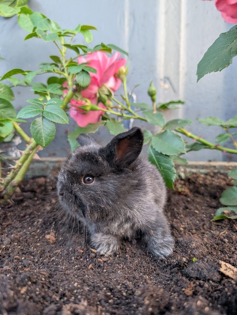 Mini lop, baranek miniaturka, metryka