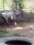 Casal cabras anas
