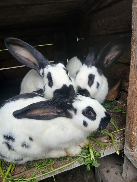 Продам кролів німецький строкатий велетень, каліфорнія, срібло
