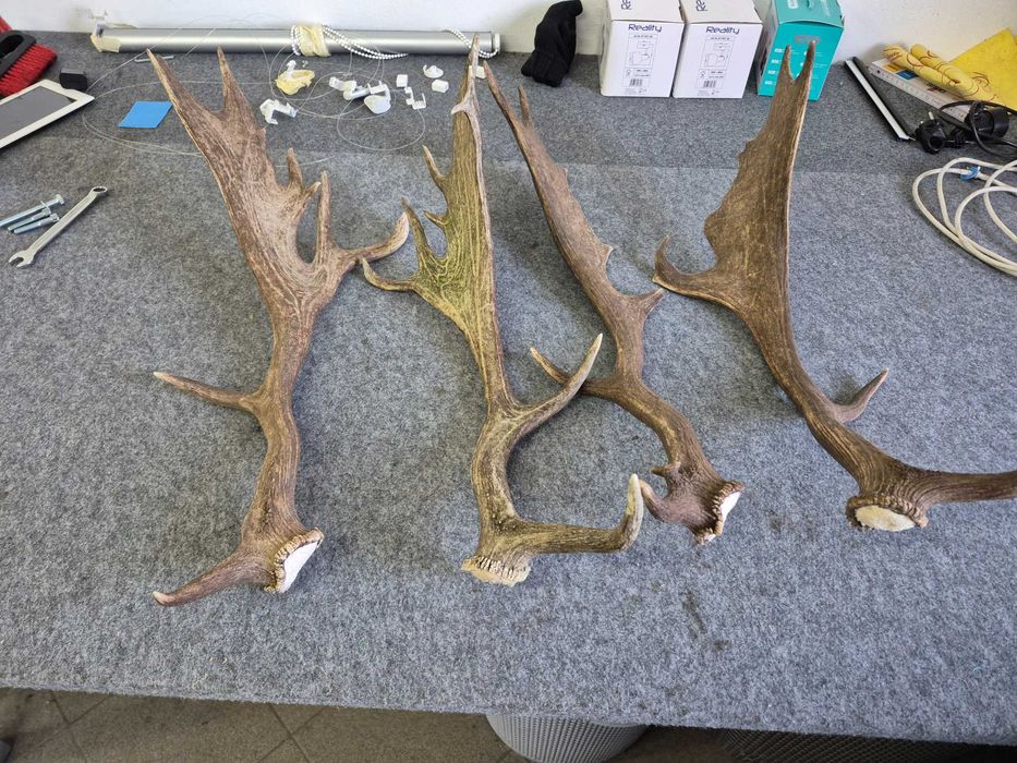 poroża łopaty danieli