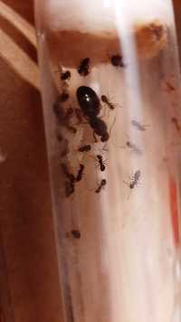 Mrówki Lasius alienus  Królowa + 6 - 20 robotnic