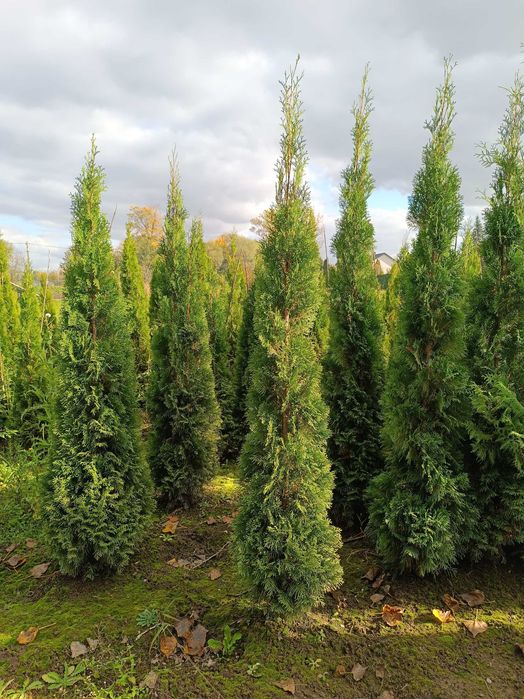 Thuja Szmaragd Tuja Szmaragd od producenta