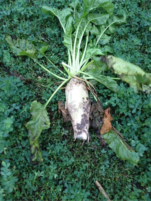 Burak pastewny kopane na zazamowienie