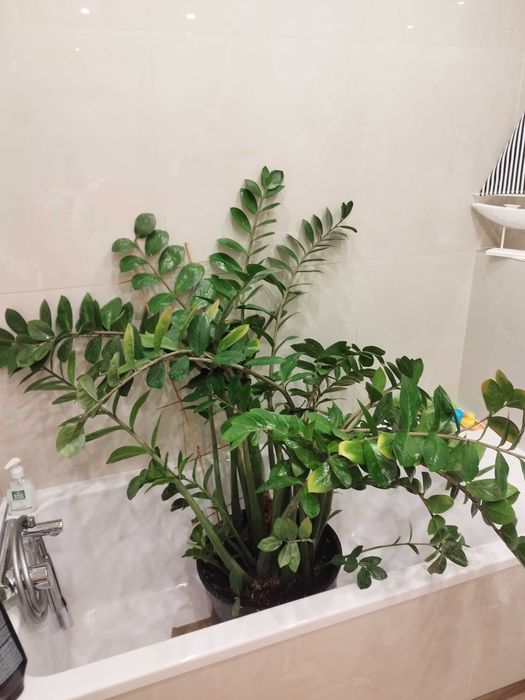Zamiokulkas zamia olbrzymia