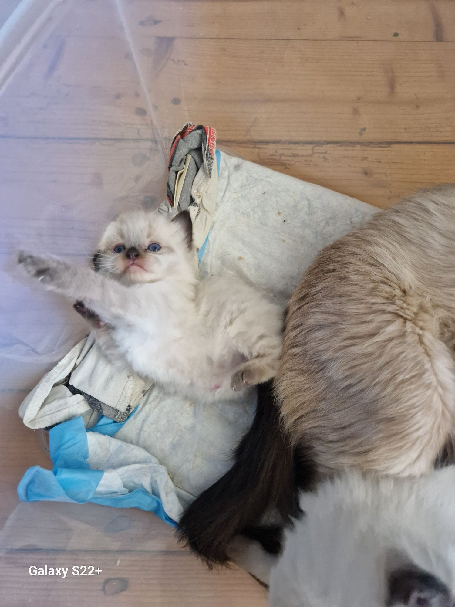 Ragdoll kotek rodowodowy