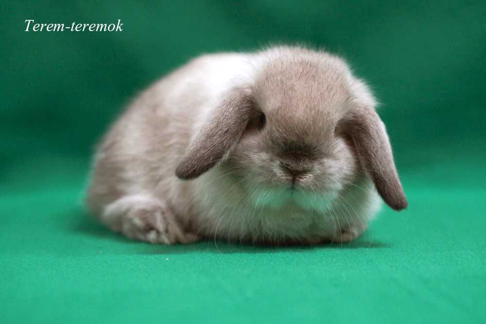 Карликовый породистый крольчонок в сиамский окрасе