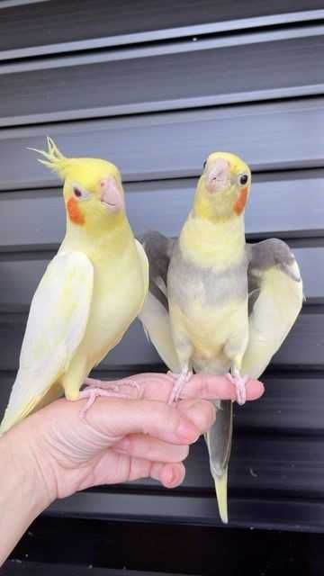 Vendo agapórnis bebes