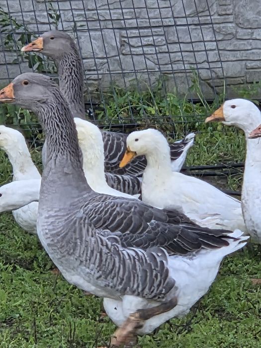 Gęsi landes tegoroczne