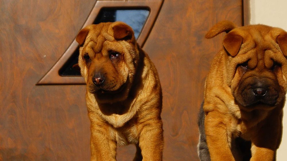 Eva ruda sunia Shar Pei z rodowodem rodzice FCI - importowani