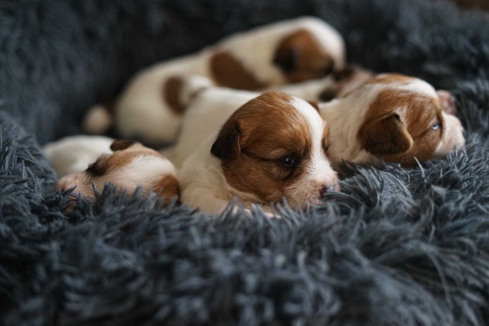 Jack Russell Terrier Suczka ZKwP