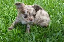 Chihuahua macho pelo comprido