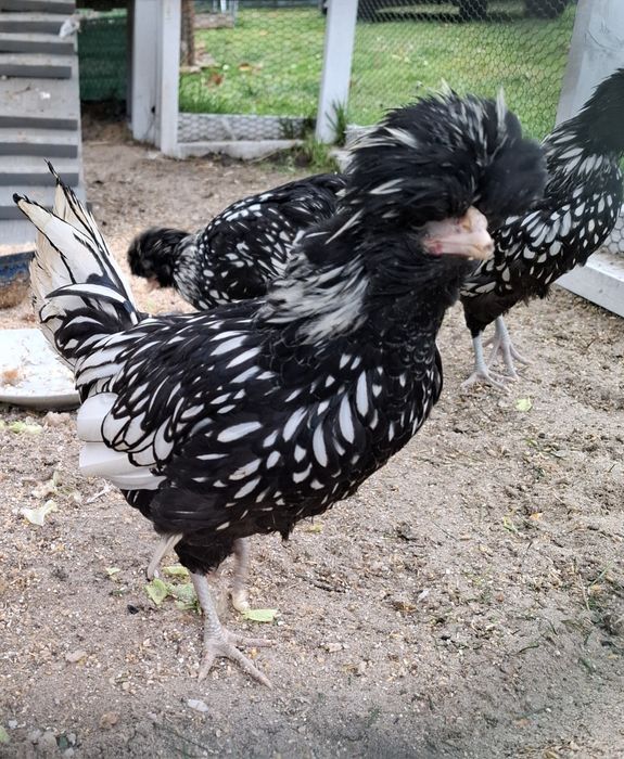 Kogut czubatki srebrnej miniaturowej