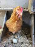 Galinha de ovos azuis