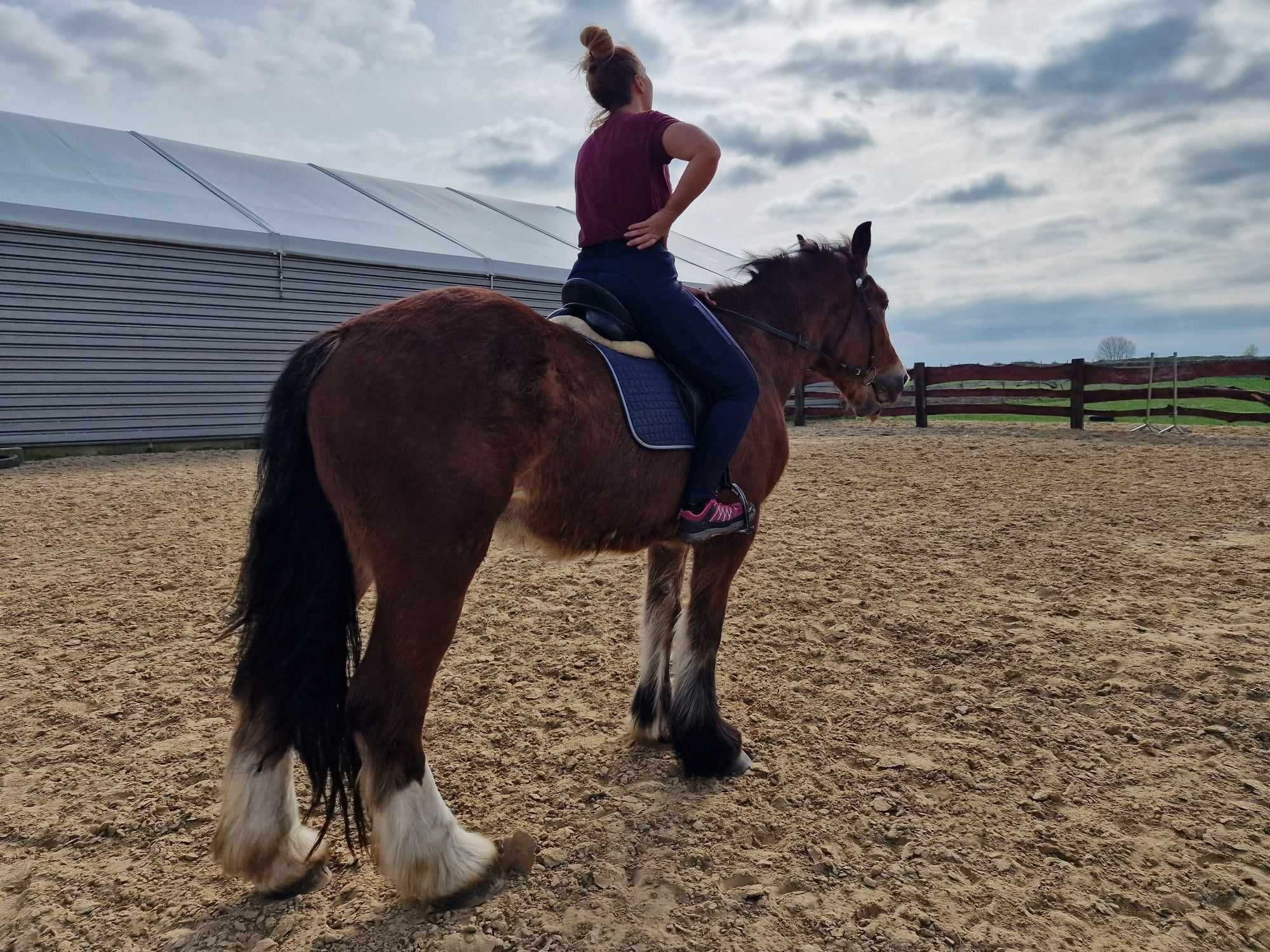 Wałach Clydesdale