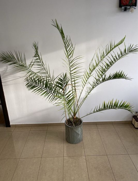 210 cm Palma daktylowa daktylowiec kanaryjski