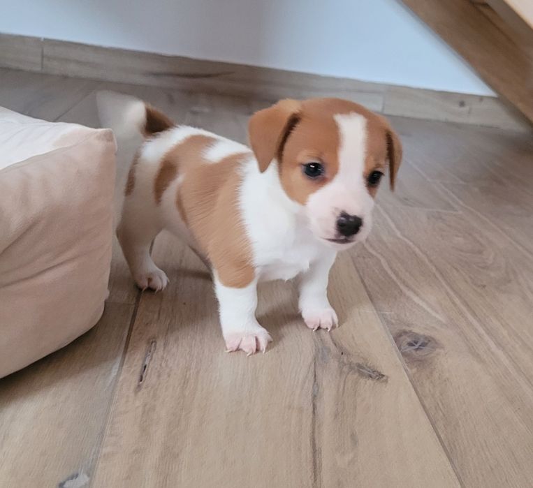 Jack Russell Terrier Piękny Szczeniak Zaprasza