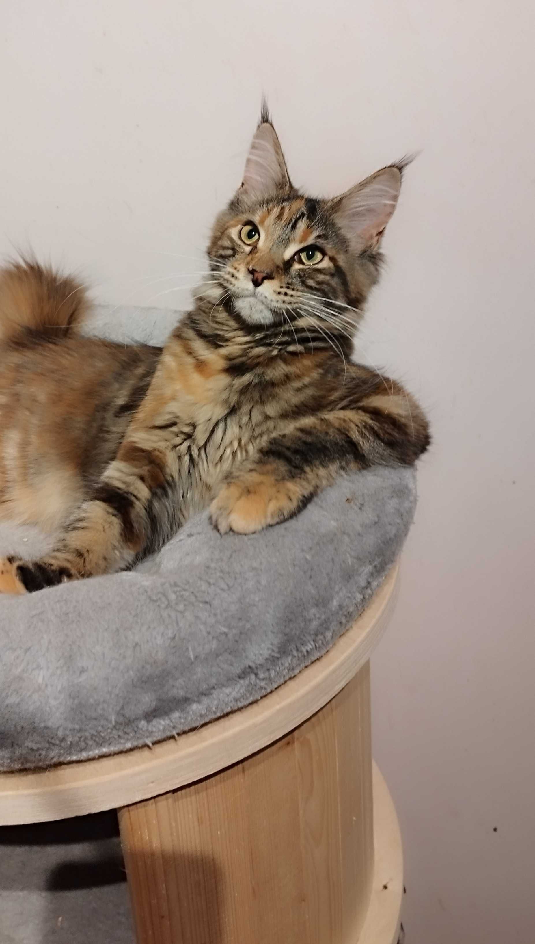 Koteczka Zosia Maine coon