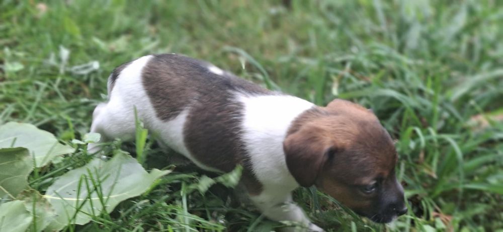 Jack Russell terrier z metryką