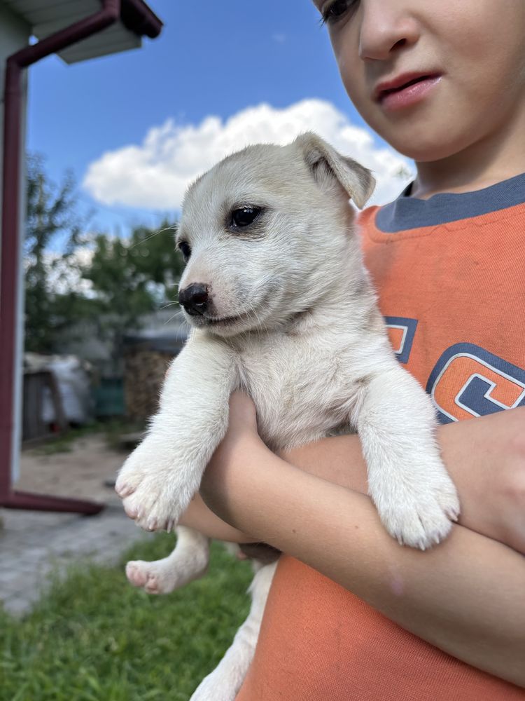 Цуценя в люблячу родину