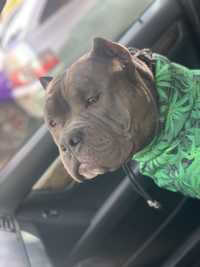 American bully pocket вязка