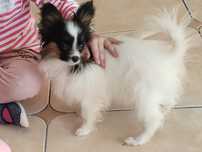 Spaniel kontynentalny miniaturowy PapillonFCI