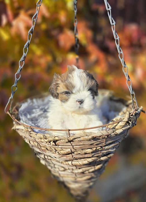 Shih- tzu piesek Zkwp FCI