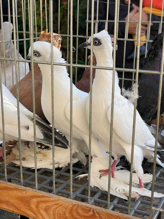 Gołębie ozdobne różnych ras