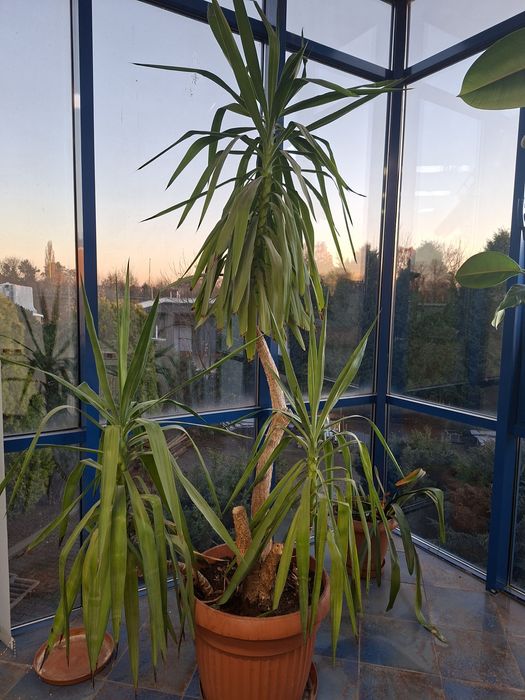 Kwiat domowy juka 3m w donicy - oddam