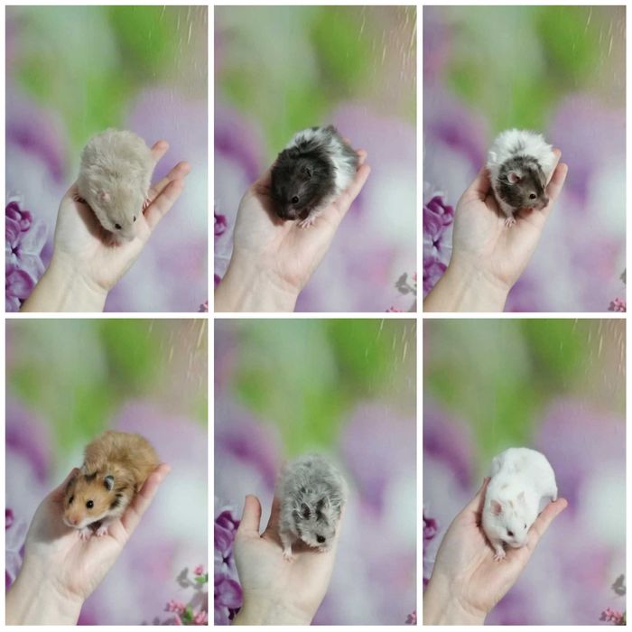 Chomiki syryjskie młode oswojone