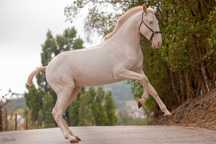 Cavalo lusitano puro
