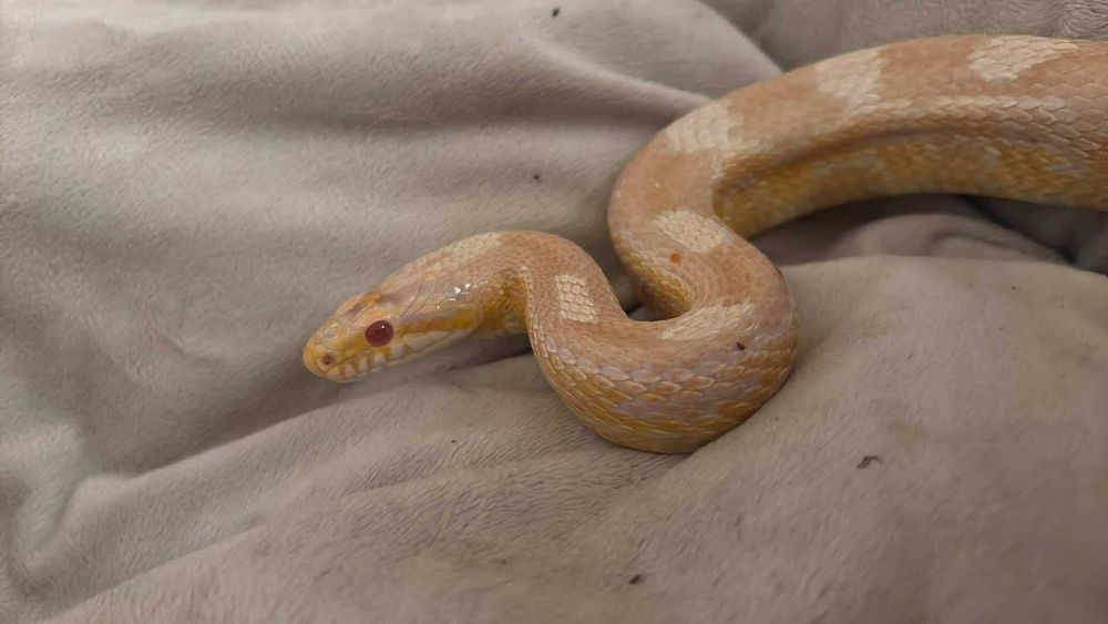 Wąż zbożowy samiec