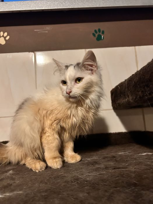 Księżna szuka domu