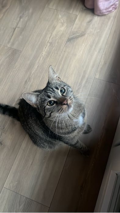 Kotka zaginiona szara