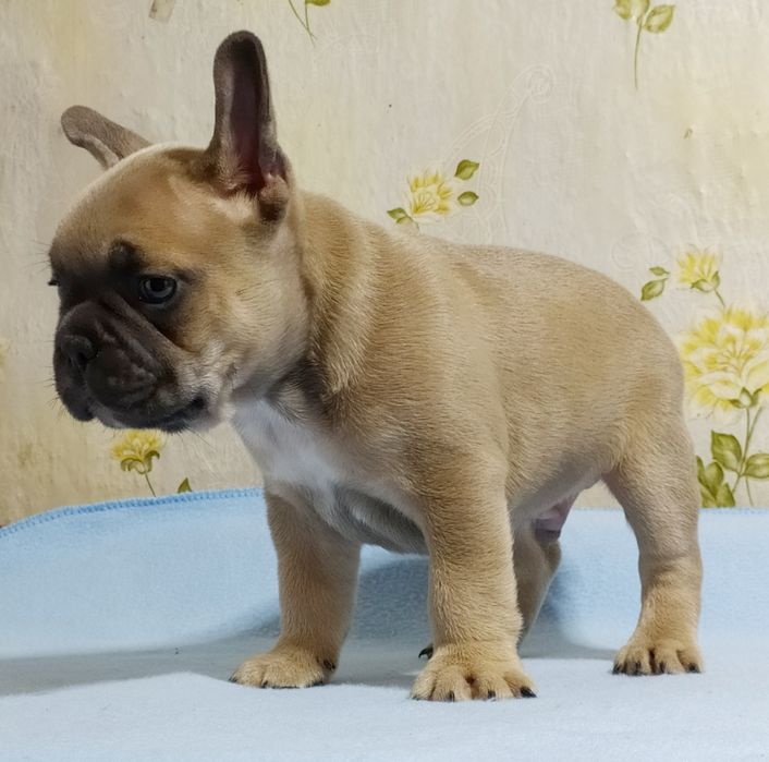 Малыш франичек бульдог